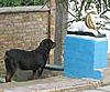 Нажмите на изображение для увеличения
Название: dog11.jpg
Просмотров: 216
Размер:	97.4 Кб
ID:	140995
