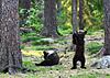Нажмите на изображение для увеличения
Название: dancing-baby-bears-cubs-photography-valtteri-mulkahainen-vinegret-9.jpg
Просмотров: 76
Размер:	79.2 Кб
ID:	3775092