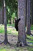 Нажмите на изображение для увеличения
Название: dancing-baby-bears-cubs-photography-valtteri-mulkahainen-vinegret-10.jpg
Просмотров: 85
Размер:	163.8 Кб
ID:	3775112