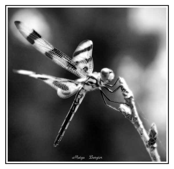 B+W Dragonfly on the Cherry tree