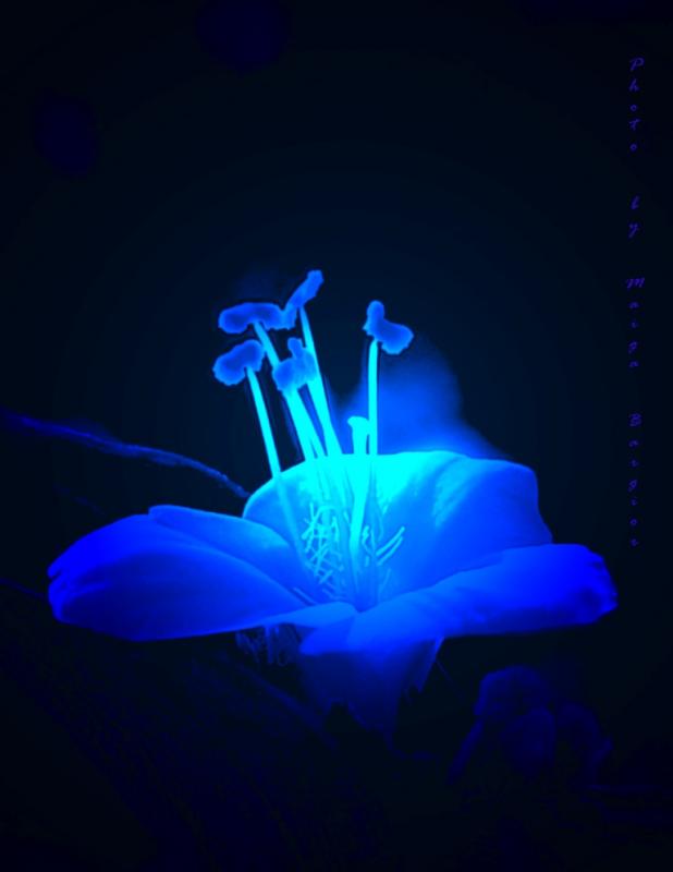 Blue Flower 1
