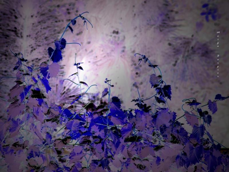Blue Bushes 2