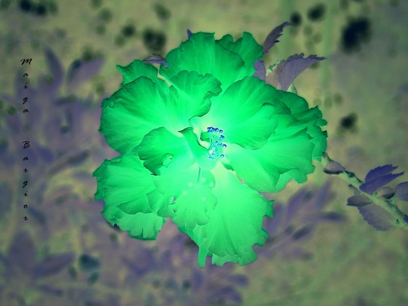 Hibiscus Art 1