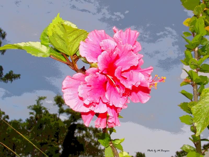Exotic Hibiscus 4