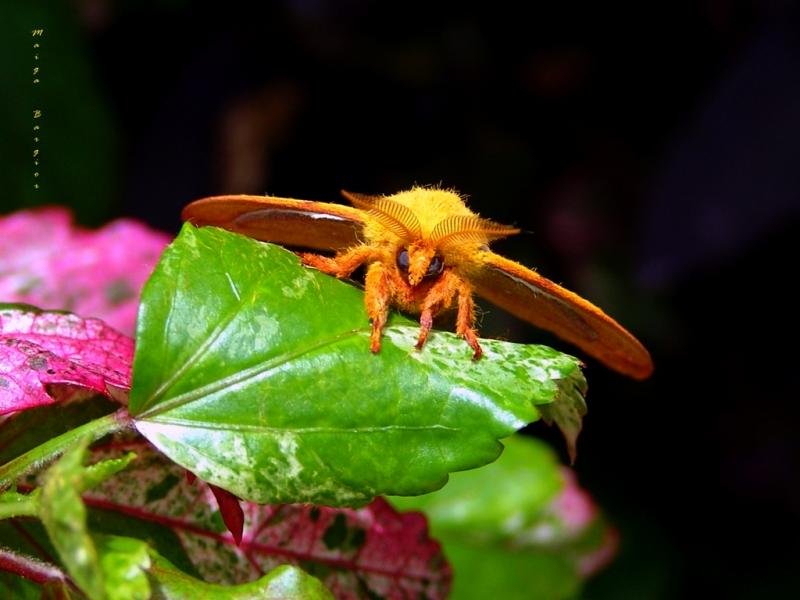 Monster Moth