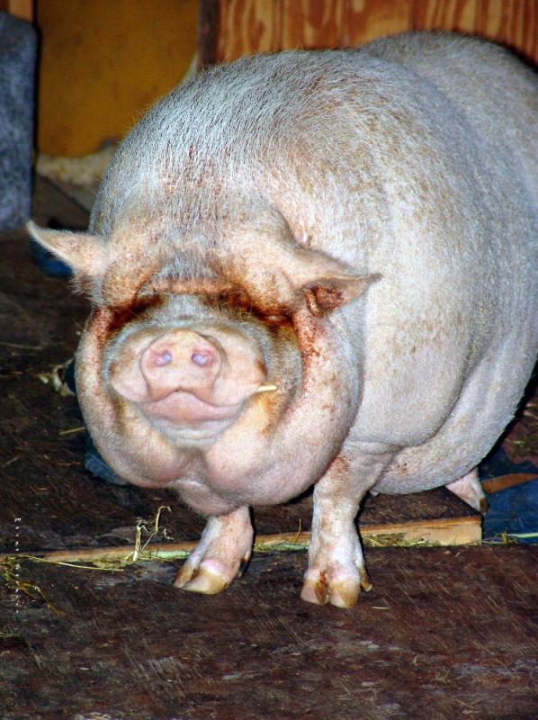 Piggy Pig