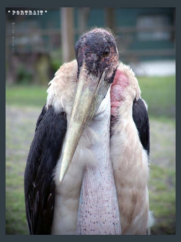 Portrait Marabou