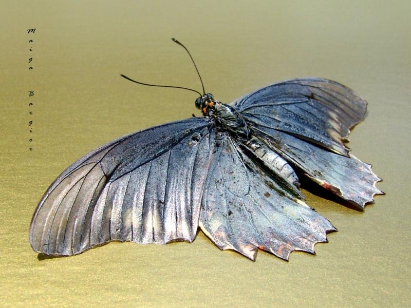 Pearl Butterfly Art