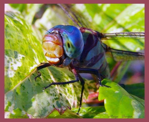Big Head of a Dragonfly